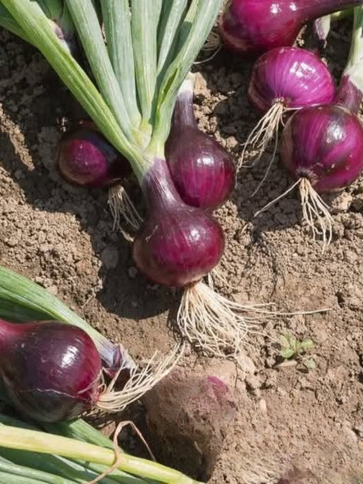 Doctors Reveal the Surprising Health Effects of Eating Onions: Benefits, Risks, and Everything You Should Know