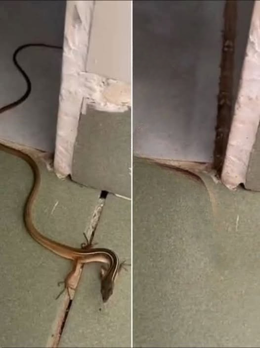 When a Snake Appears in Your Home: Causes, Safety Steps, and Prevention Guide