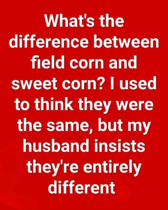 Understanding the Difference Between Field Corn and Sweet Corn