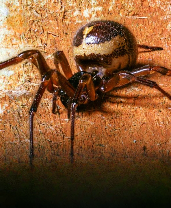 False Widow Spiders in the UK: A Complete Guide to Seasonal Activity, Safety, and Smart Home Protection