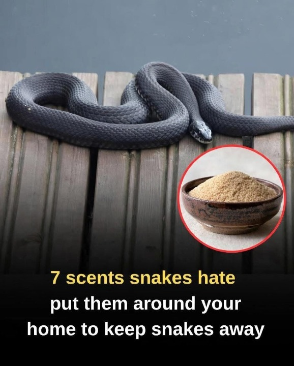 7 Natural Scents That May Help Keep Snakes Away: A Practical and Gentle Approach to Home Protection