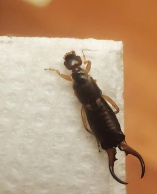 The Unexpected Backyard Insect Problem — And a Simple, Practical Approach That Helped Restore Comfort at Home