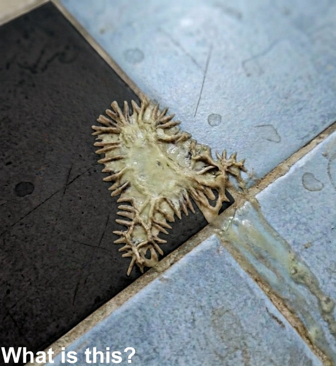 The Bathroom Nightmare: How a Viral Photo of a Mutant Growth in a Girlfriend’s Shower Sent Thousands Into a Panic