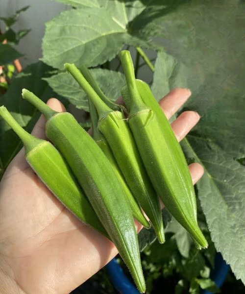 What Science Really Says About Eating Okra: Nutrition, Benefits, and Common Misconceptions