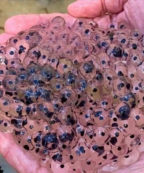 A Farmer’s Unexpected Discovery: How Finding Unusual Eggs Led to a Life-Changing Experience