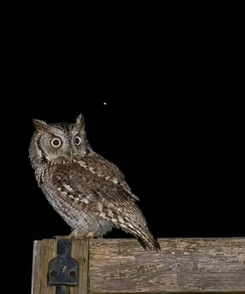 Understanding Why Owls Appear Near Homes: What Their Presence Really Means