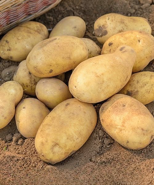 What Health Experts Actually Say About Eating Potatoes: A Complete, Balanced Perspective