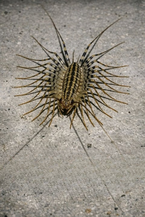 A Fast-Moving Creature in Your Basement: What It Might Be and Whether You Should Be Concerned