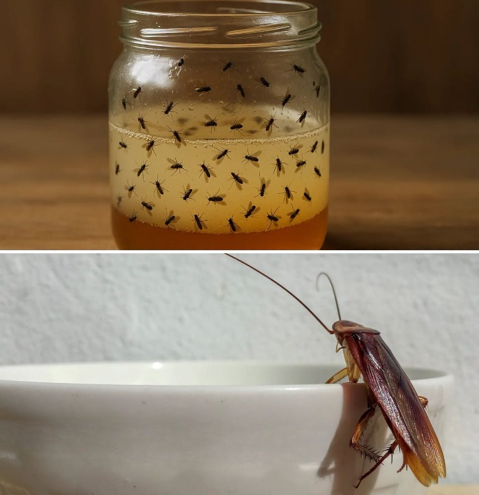 How to Manage Common Household Insects Like Ants, Fruit Flies, Cockroaches, and Other Pests in a Safe and Practical Way