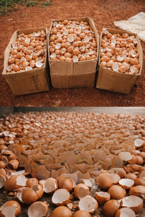 Why Eggshells Deserve a Second Life: Simple Ways to Use Them in Your Garden
