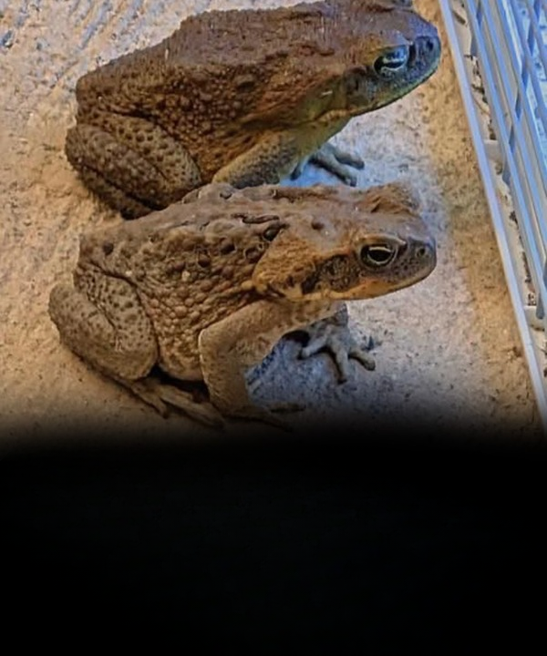Why Toads Appear Around Your Home: Natural Reasons Explained
