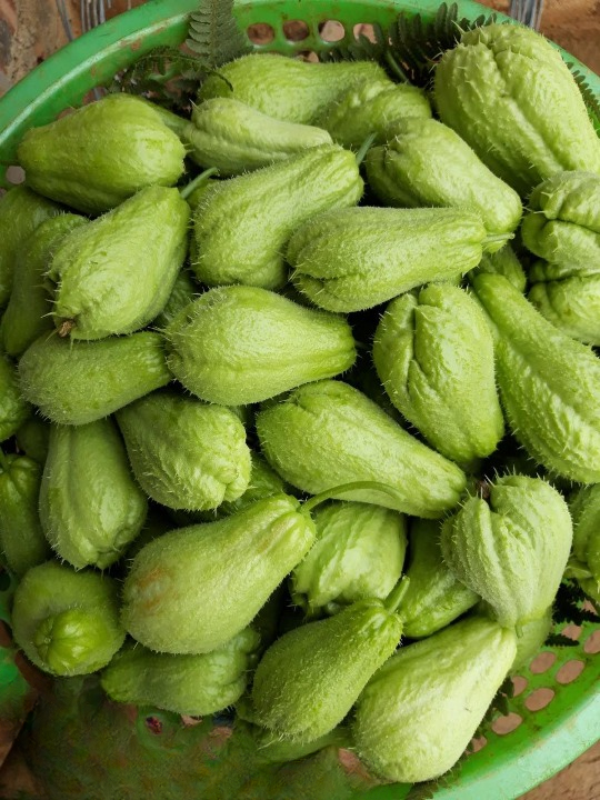 What Doctors Say About Eating Chayote: Potential Benefits, Nutritional Value, and What You Should Know