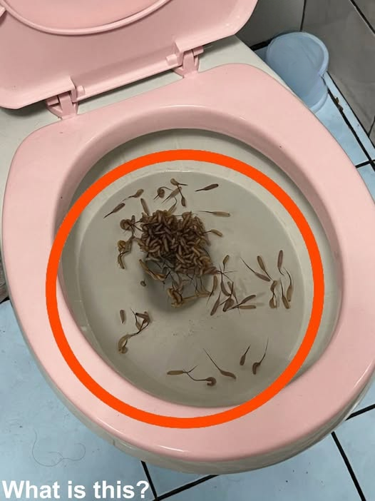 The Unexpected Discovery in a Toilet After a Storm — And the Surprising Explanation Behind It