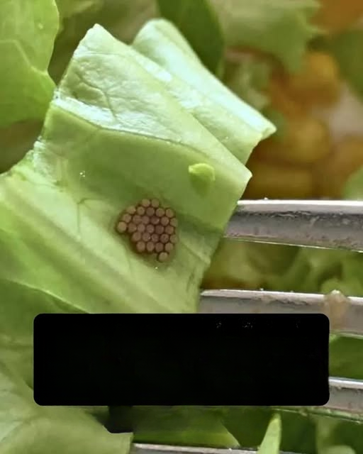 Why That “Quinoa” on Your Salad Might Not Be What You Think — A Surprising Food Safety Reality