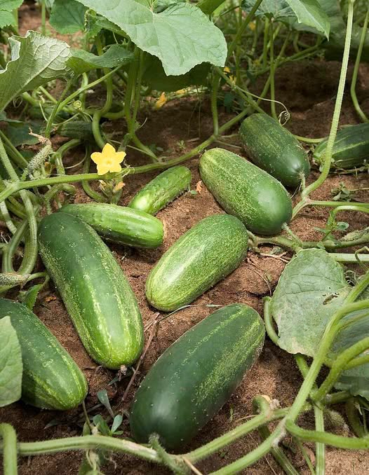 What Doctors Say About Eating Cucumbers: Surprising Benefits You Should Know