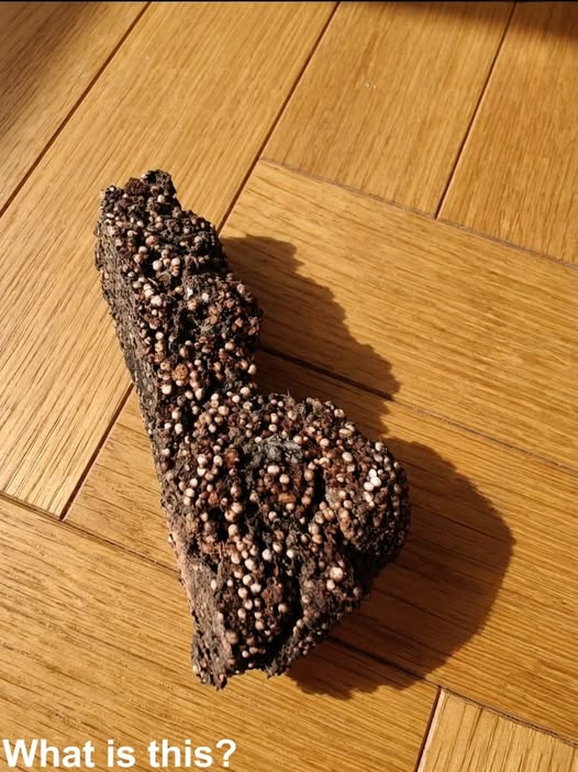 The Strange Object Found in a Teenager’s Bedroom That Left Everyone Searching for Answers