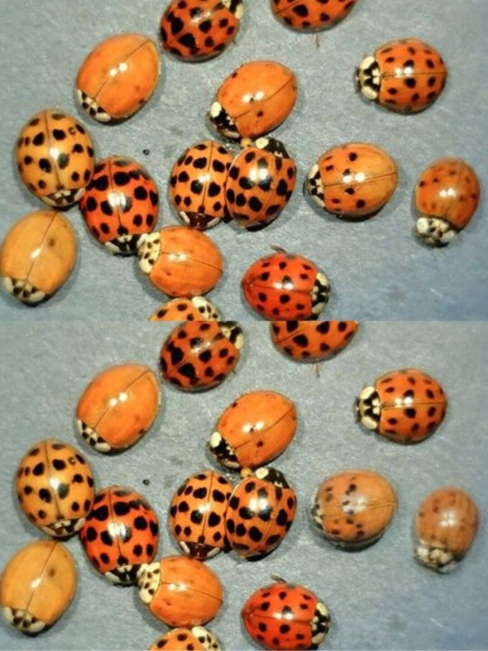 If You Notice Yellow Ladybugs Around Your Home, Don’t Assume They’re the Same as Red Ones — Here’s What They Can Tell You