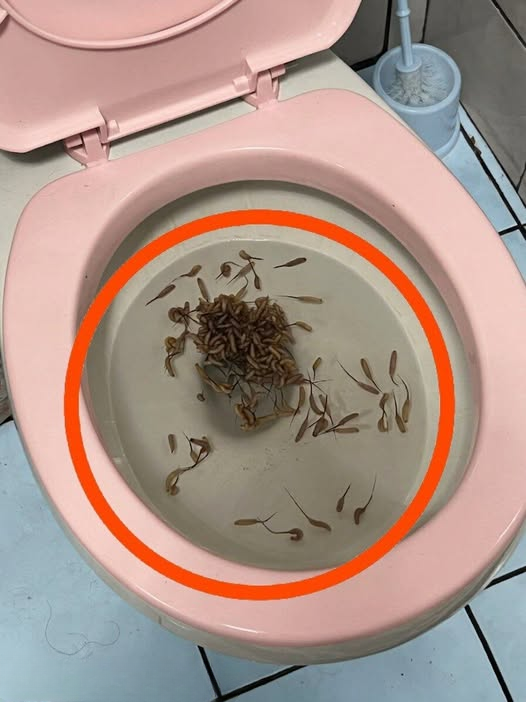 Unusual Objects Appearing in the Toilet After Rain: What Could Be Causing It?