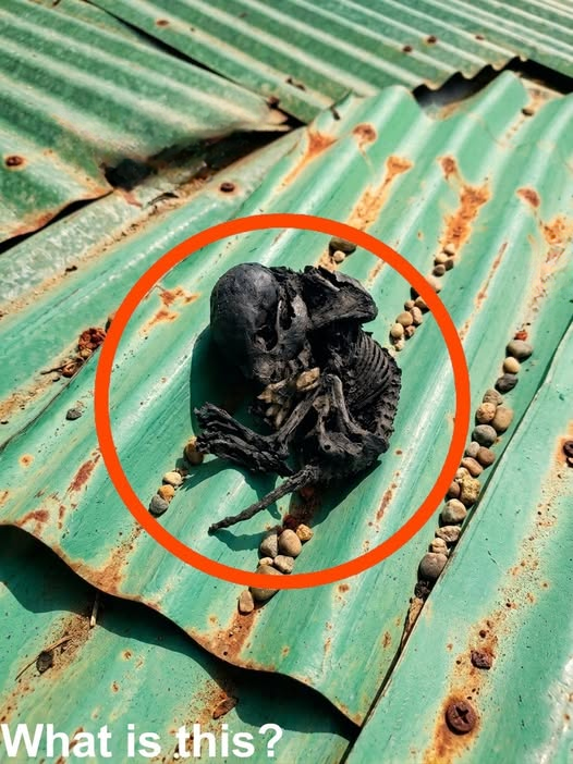 What Was Hidden Beneath the Roof: An Unexpected Discovery During a Routine Home Repair