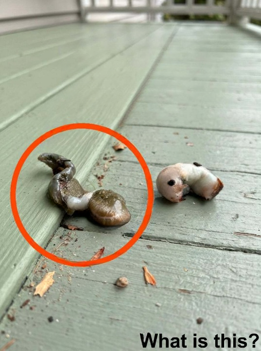 I Stepped Onto My Balcony and Noticed Something Unusual — The Simple Truth Changed Everything