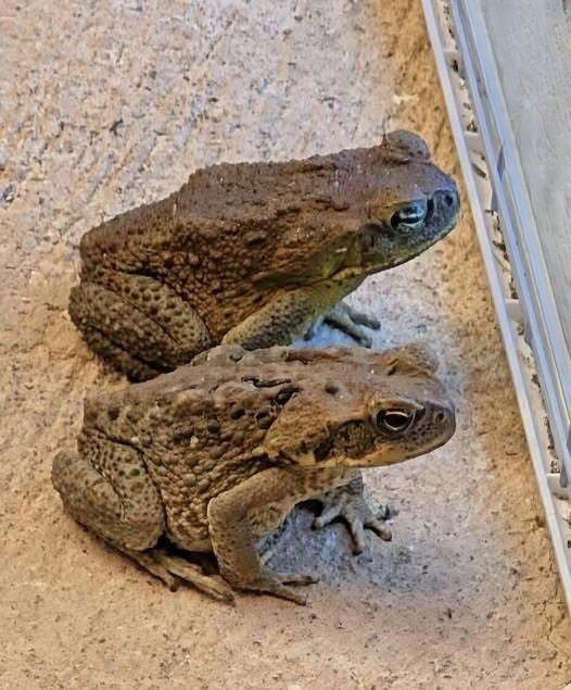 Why Do Toads Show Up Around Your Home? A Practical Guide to What It Means and What to Do