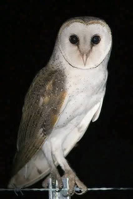 Why Owls May Appear Near Homes: What It Really Means and What Attracts Them