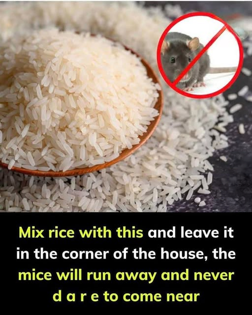 What to Do If You Spot a Mouse in Your Kitchen: Safe, Practical, and Effective Ways to Respond
