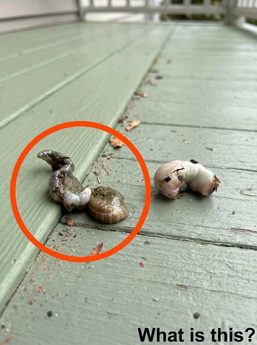 My Balcony Discovery Made Me Nervous Until I Learned What It Really Was