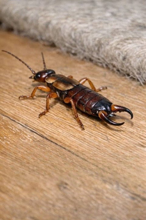 A “Creepy Bug With Pincers” in Your Home? Here’s What It Likely Is—and What You Should Know