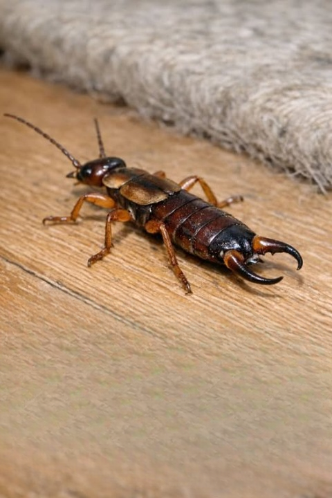 A Strange Bug With Pincers Under Your Rug? Here’s What It Really Is—and Whether You Should Worry