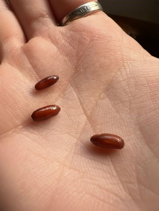 I Found Strange Reddish-Brown Capsules on My Bed—And It Taught Me How Easily Everyday Objects Can Spark Fear and Confusion