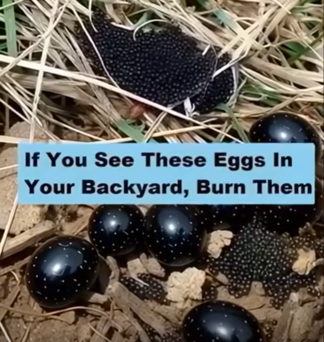Found Tick Eggs in Your Yard? Here’s Everything You Need to Know to Protect Your Family and Pets