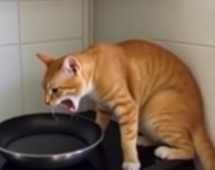 The Cat’s Endless Screams: How One Vacation Turned Into a Mysterious Ordeal