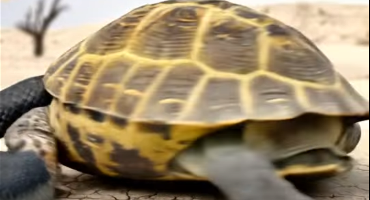When the Hunter Becomes the Hunted: How a Turtle’s Unexpected Strength Terrified a Snake