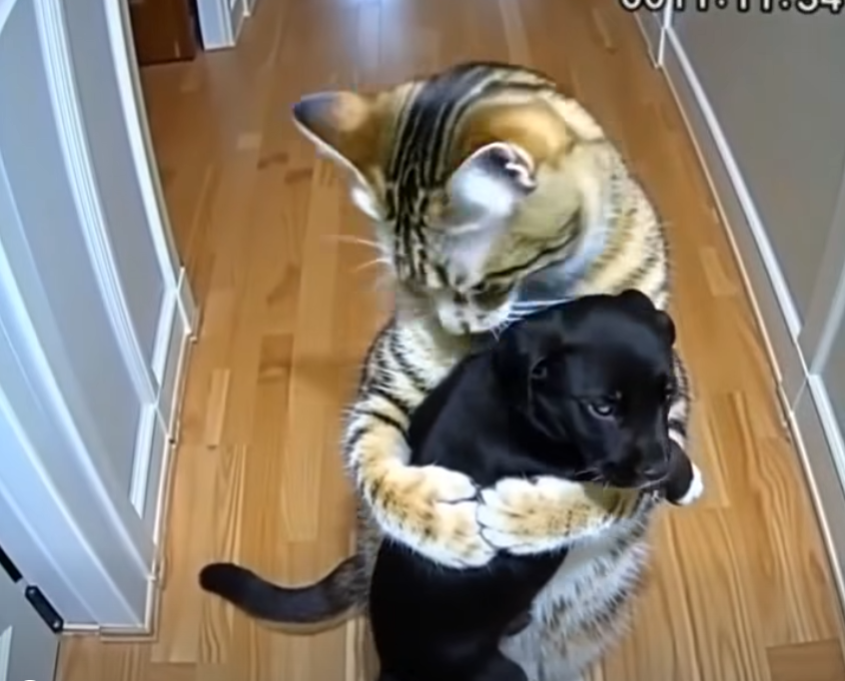 When a Cat Brings Home Puppies: A Story of Instinct, Mystery, and an Unexpected Visit