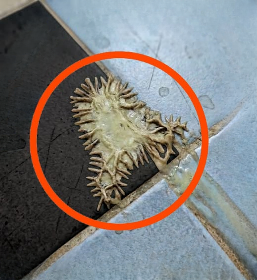 A Surprising Bathroom Discovery: What a Viral Photo Taught Us About Hidden Conditions Inside Modern Homes