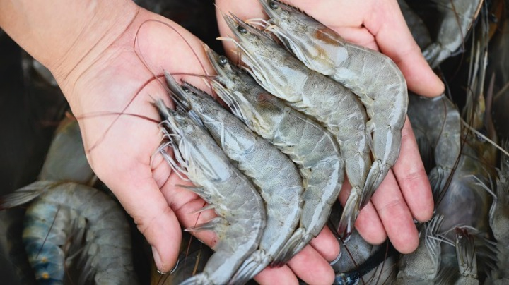 A Complete Guide to Cleaning and Cooking Shrimp: From Preparation to Perfect Flavor