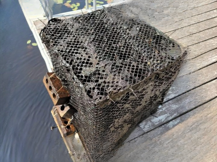 What Lies Beneath the Surface: The Hidden World Supporting Life in Lakes