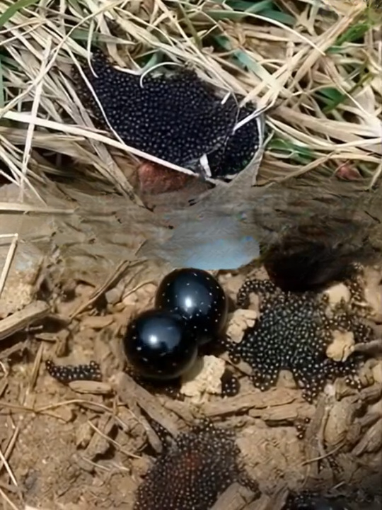 Found Tiny Eggs in Your Yard? What They Might Mean and How to Protect Your Home