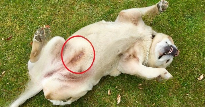 What Does a Blue Line Tattoo on a Dog Really Mean? Understanding This Small but Important Veterinary Mark