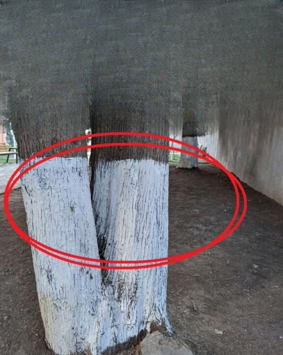 Why Do Some Trees Have White-Painted Trunks?