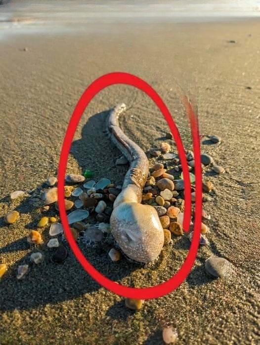 A Strange Discovery on the Beach Sparked Curiosity and Endless Questions