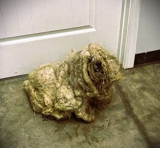 Rescued After Years of Neglect: One Dog’s Journey From Survival to Hope
