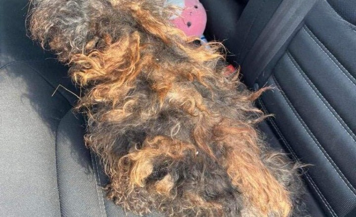 The Inspiring Rescue of a Neglected Dog Who Was Given a Second Chance at Life