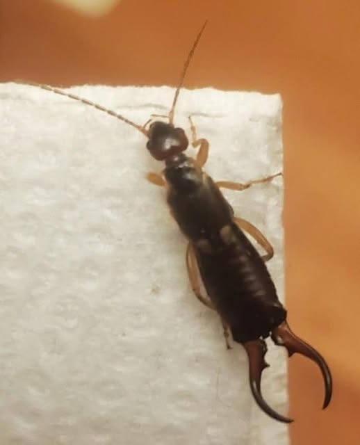 My 7-Year-Old Was Bitten by This—What Could It Be and What Should I Do Next?