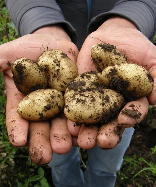 What Health Professionals Say About Eating Potatoes – Facts, Myths, and a Balanced View