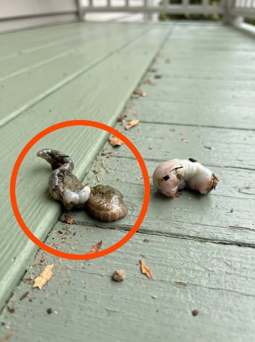 A Strange Discovery on the Balcony – What Could It Be?