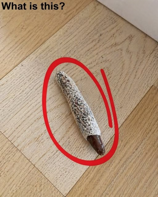 The Curious Object on My Floor — A Small Discovery With a Surprisingly Simple Explanation