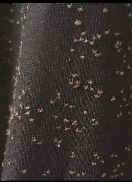 I Went for a Simple Walk… and Came Back Covered in Tiny Hitchhikers — What Were They?