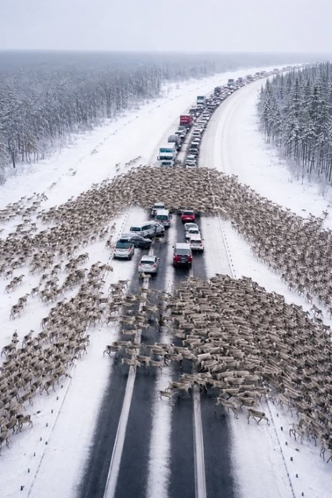 A Highway Full of Reindeer — The Day a Winter Drive Turned Into an Unforgettable Mystery